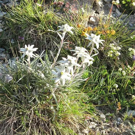 Хостел Mont-Fort Swiss Lodge Ле-Шабль