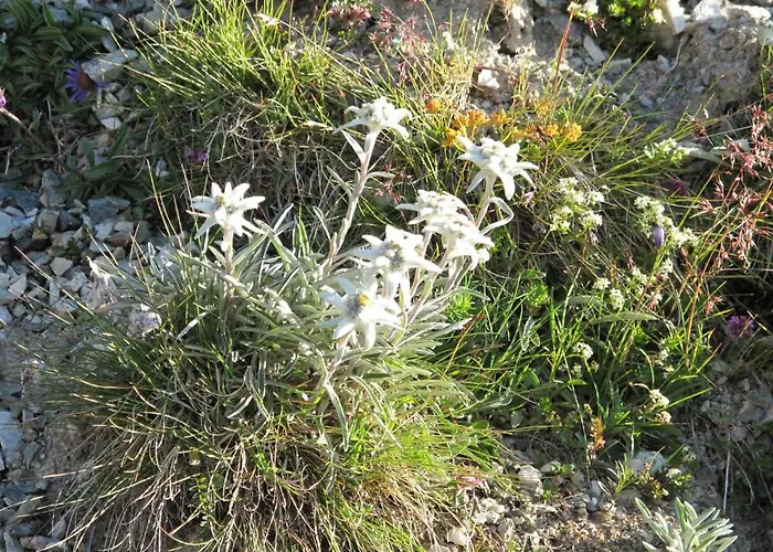 Hostel Mont-fort Swiss Le Châble